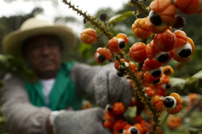 Vamonos Energy drink mix -- single stick (Copy) Echelon Nutrition