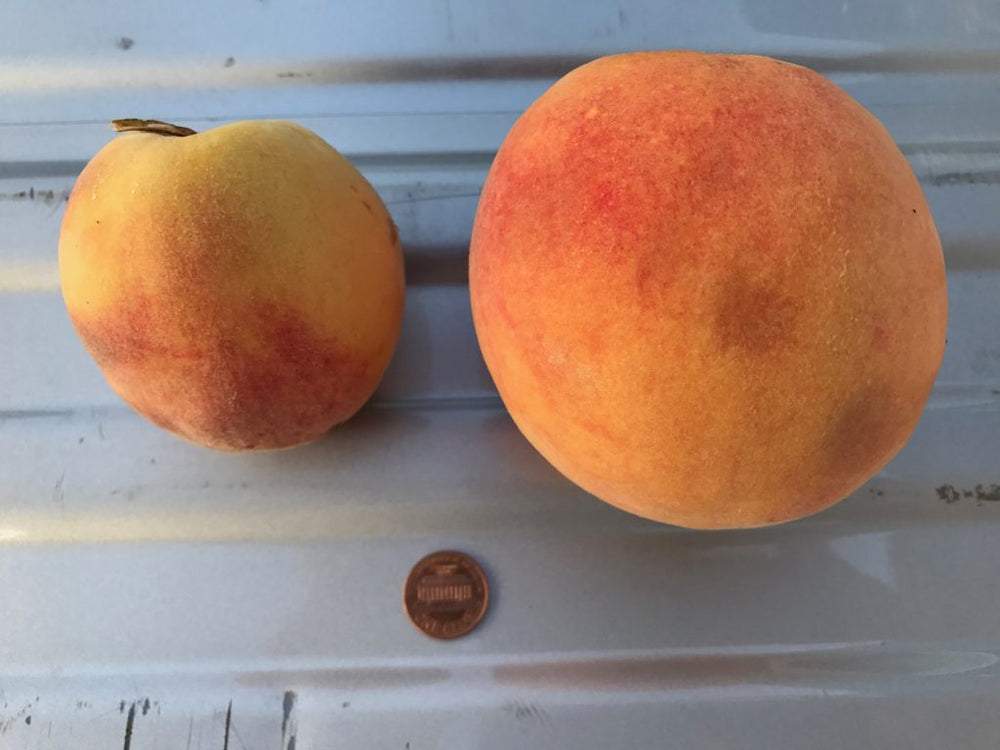 M2 Garden System -- Complete Soil Catalyst Kit The Health Store