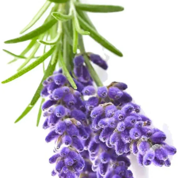 Lavender 15 ml Essential Oil The Health Store